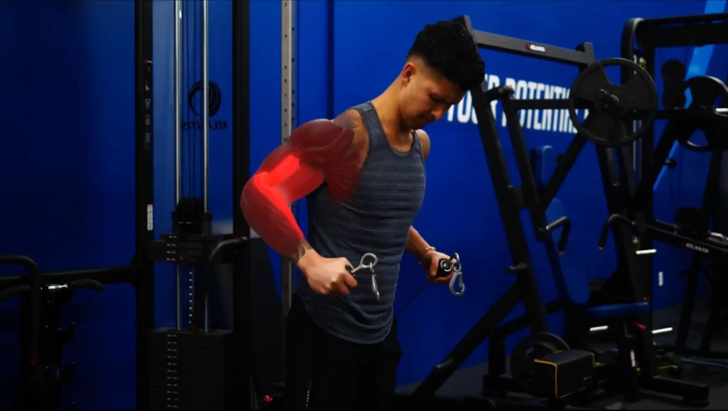 Behind the body hammer cable curls in arm workout